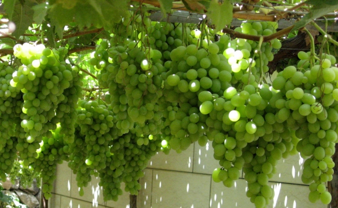 В республике к 13 октября было произведено 276 тыс. тонн винограда