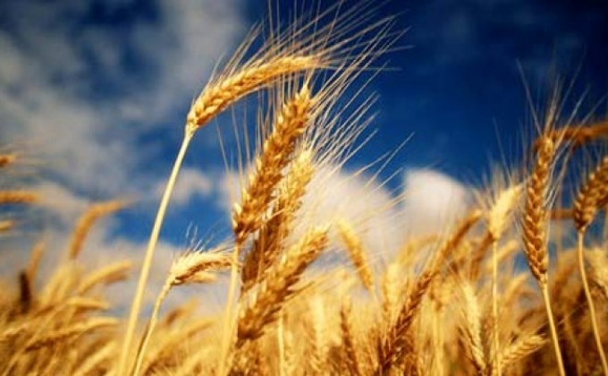 ՀՀ-ում ցորենի ինքնաբավության մակարդակը բարձրացել է 50 տոկոսի
