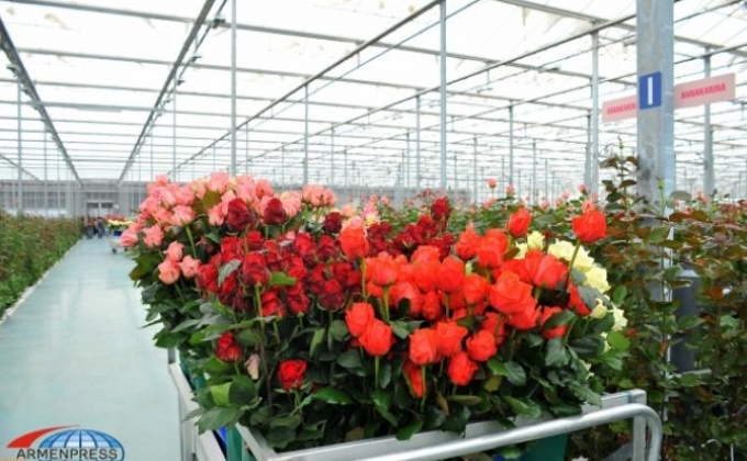 Հայաստանյան ընկերությունը հոլանդական վարդեր կարտահանի ԵԱՏՄ երկրներ