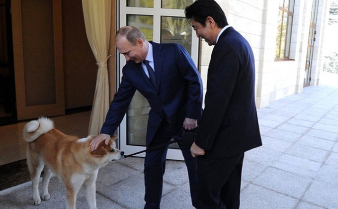 Պուտինը հրաժարվել է Ճապոնիայից շուն նվեր ստանալ