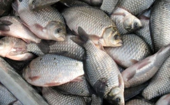 Ձկան եւ ձկնամթերքի ԵՏՄ տեխնիկական կանոնակարգն ուժի մեջ կմտնի 2017-ի սեպտեմբերի 1-ից