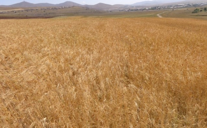 Emmer wheat grown in Artsakh is exported to Europe