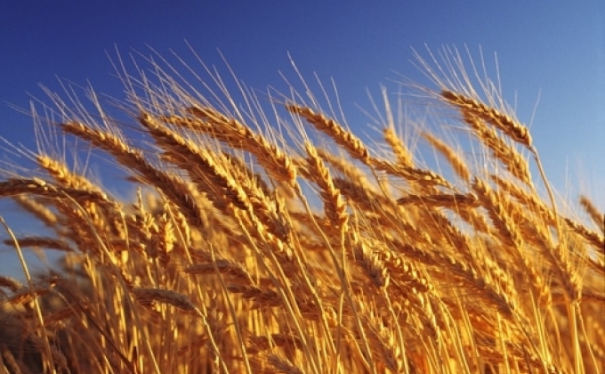 Թուրքիան ռուսական ցորենի նկատմամբ սահմանափակումներ է կիրառում

