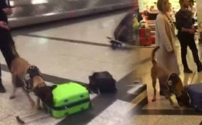 Ստամբուլի օդանավակայանում շներով խուզարկել են գերմանացի ուղևորներին
