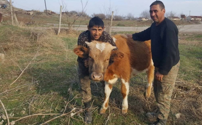 With State assistance “Revived Motherland” NGO allocates cows to 5 families in Mataghis community