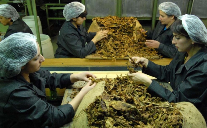 Zhoghovurd: Armenia increases tobacco exports to East