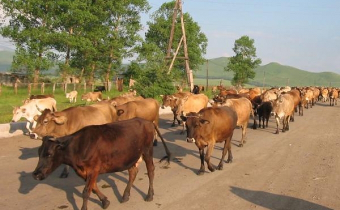 Gross animal breeding product in Artsakh grows by 16.4%