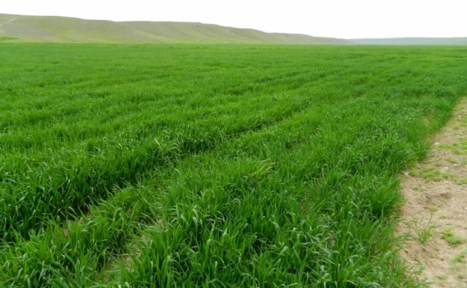 Spring sown crops’ area comprised 8 thousand 260 hectares in Artsakh