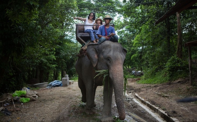 Scottish tourist killed by elephant in Thailand