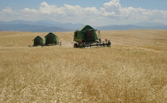 В Арцахе началась уборка урожая пшеницы и ячменя