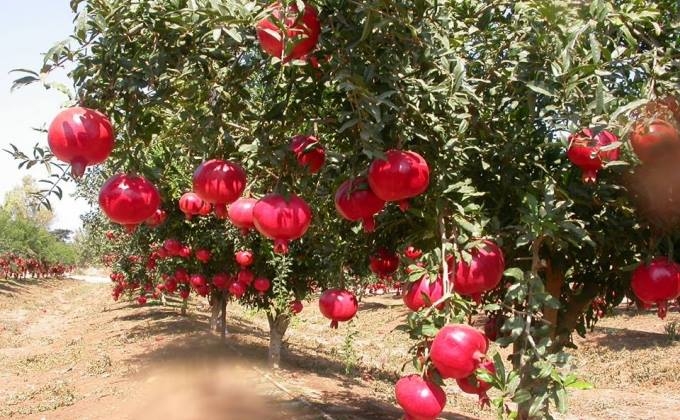 Artsakh town of Martuni will host pomegranate festival on 29 October