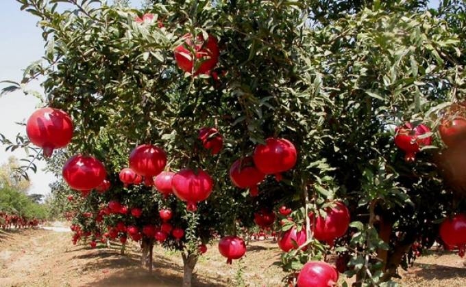 Increase in volume of pomegranate production will contribute to creation of new processing industries, minister