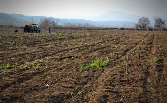 “Tufenkian” foundation sets up persimmon orchard in Artsakh village