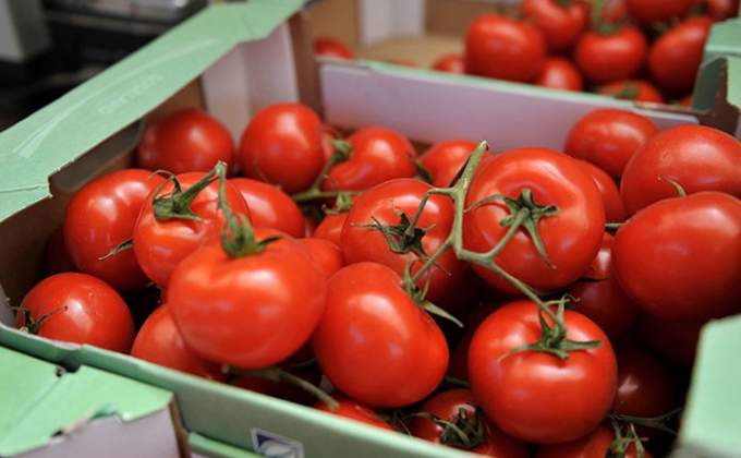 Россия разрешила Турции поставлять томаты
