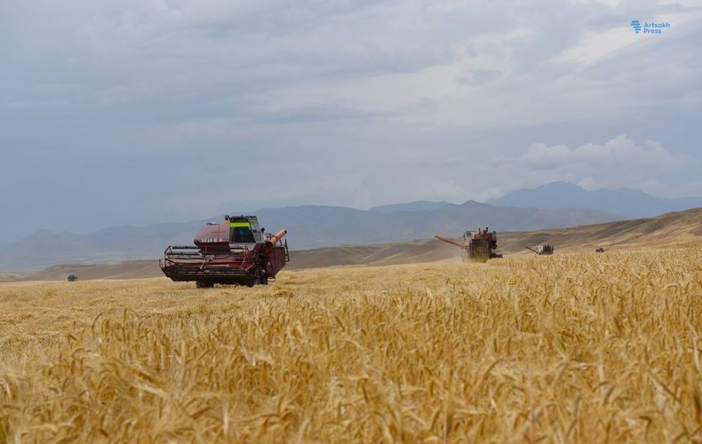 Քաշաթաղի  շրջանի ցանքատարածքներում սկսվել է  ցորենի բերքահավաքը
