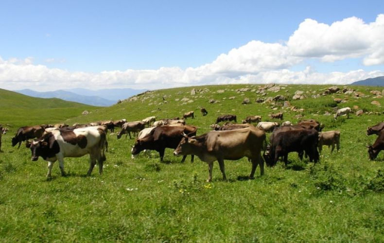 Works on restoration of pastures start in Artsakh, says Agriculture Minister