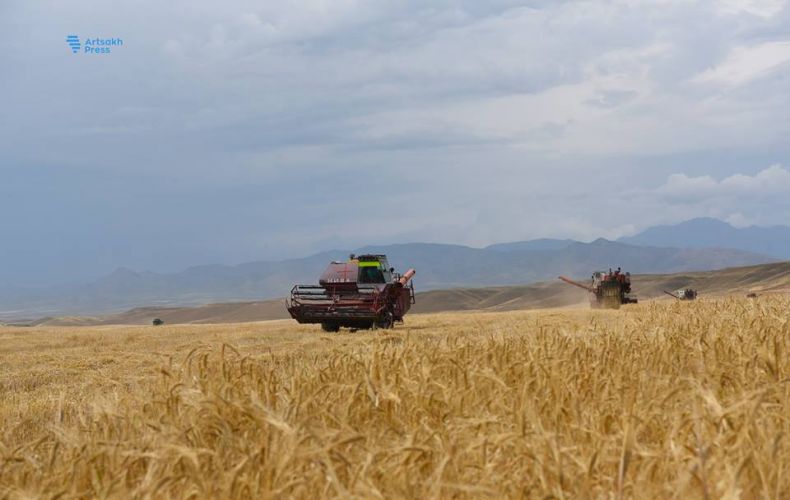 Сбор урожая зерновых в Республике завершен. Заместитель министра