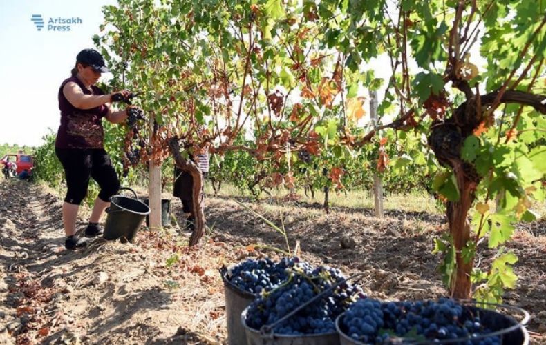 Grape harvest starts in Artsakh