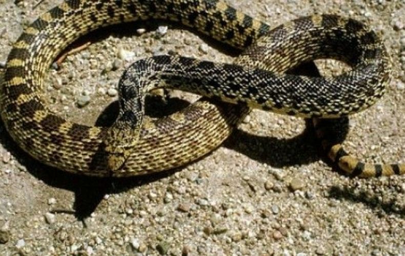 В этом году в Арцахе зарегистрировано 20 случаев укусов змей
