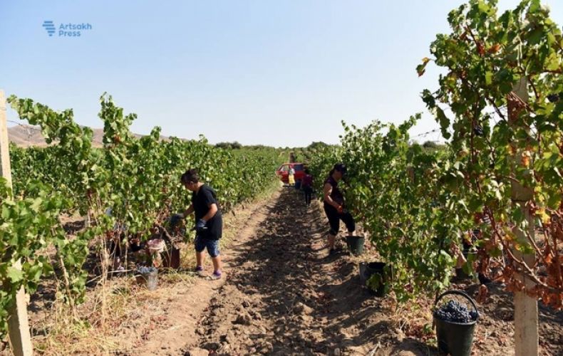 Grape harvest is underway in Artsakh