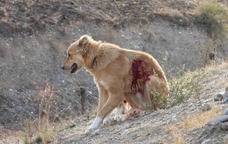 Ադրբեջանական կողմի կրակոցներից վիրավորվել է Արցախի Պաշտպանության բանակի դիտակետերից մեկի շունը

