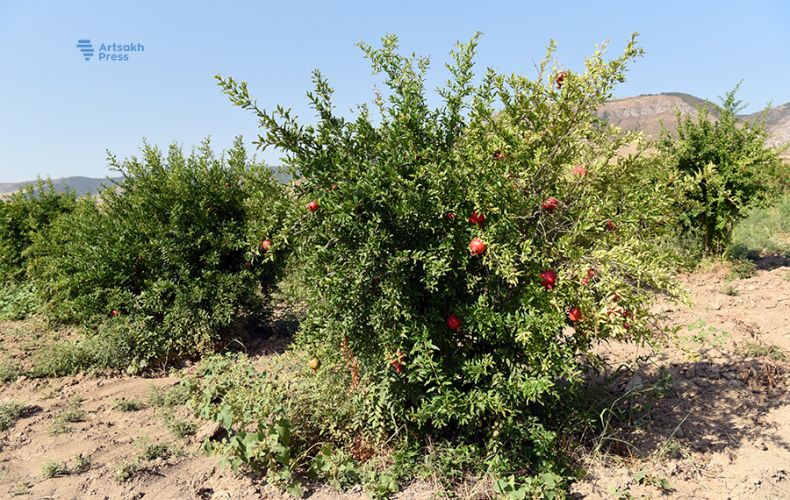 Due to the installation of drip irrigation system, over 2540 tons of pomegranate been gathered this year