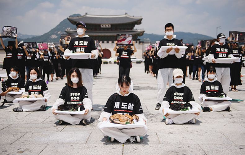 В Сеуле протестуют против потребления собачьего мяса