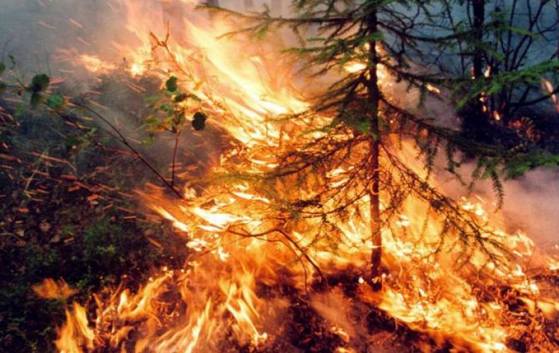 Площадь лесных пожаров в России за сутки увеличилась на 23 тысячи га