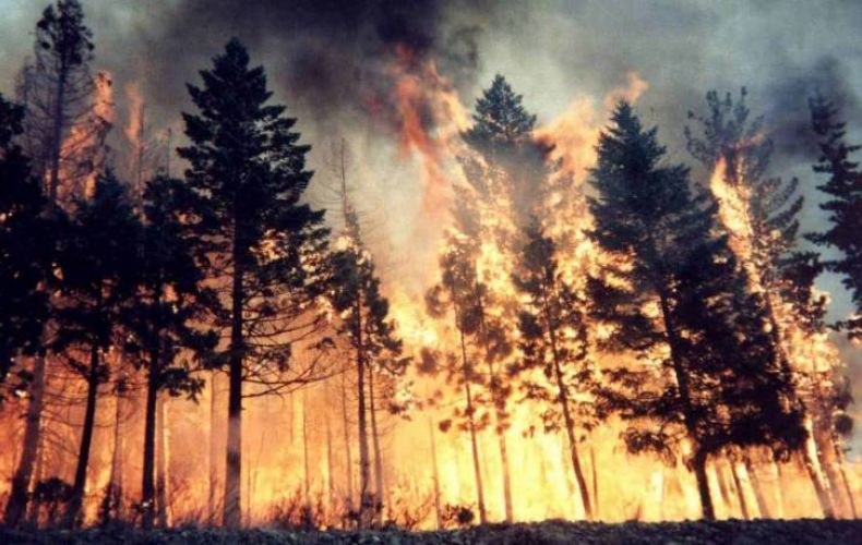 В Красноярском крае площадь лесных пожаров выросла на 50 тысяч гектаров