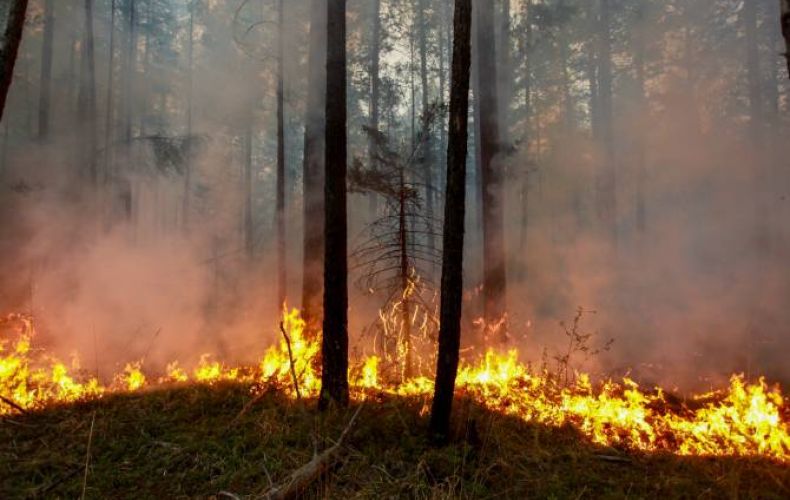 Число лесных пожаров в Иркутской области сократилось, но площадь выросла