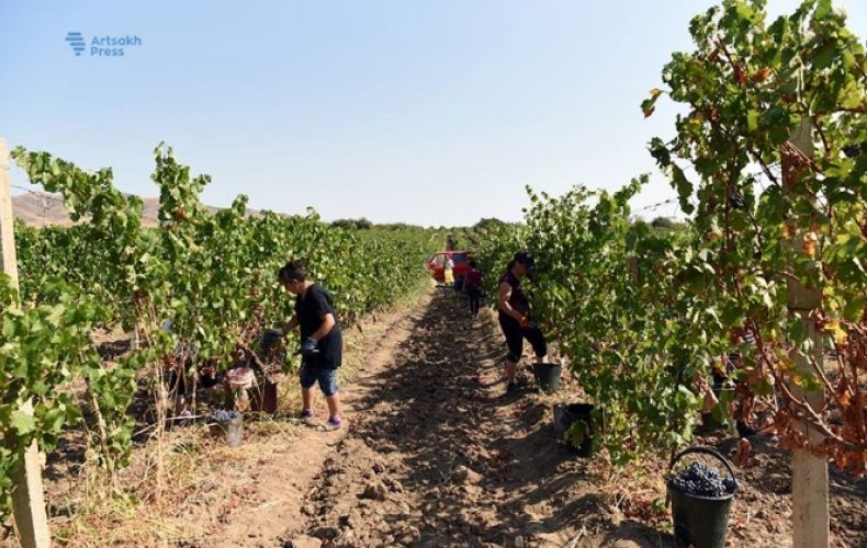 В Арцахе начался сбор урожая винограда