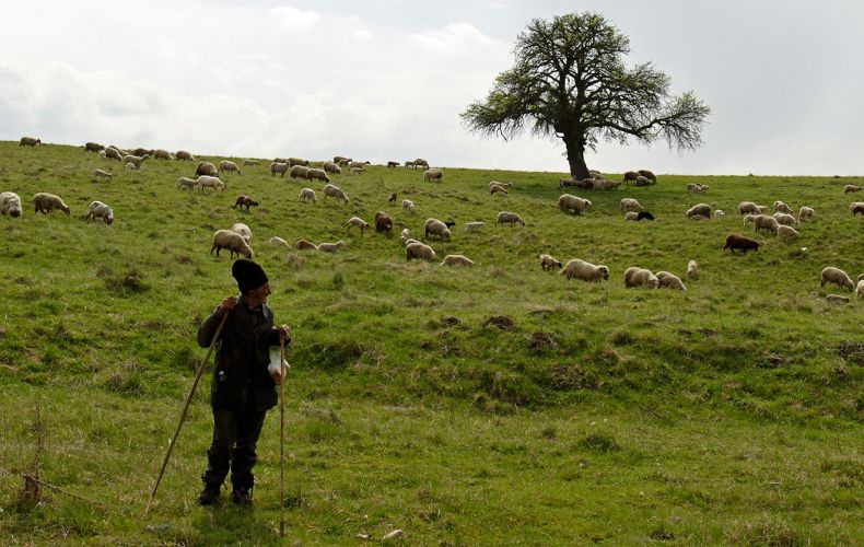 Վրաստանում՝ Հայաստանի սահմանի հարևանությամբ, կայծակը սպանել է հովվին և տասնյակ ոչխարների
