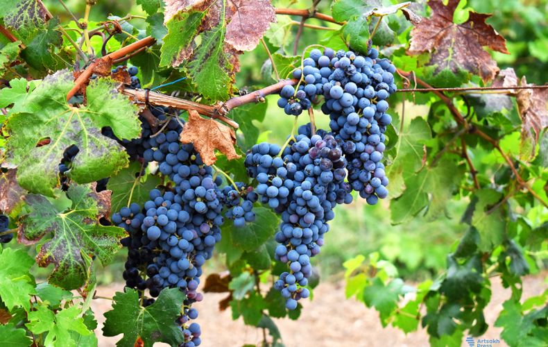 В Арцахе было собрано 6923,3 тонны винограда