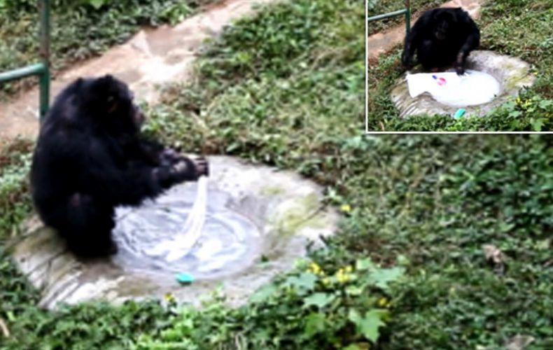 Չինաստանում շիմպանզեն կես ժամ լվացք է արել ` օգտագործելով օճառ ու խոզանակ (լուսանկարներ, տեսանյութ)
