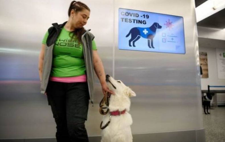 В аэропорту Хельсинки начали проверять на COVID-19 с помощью собак