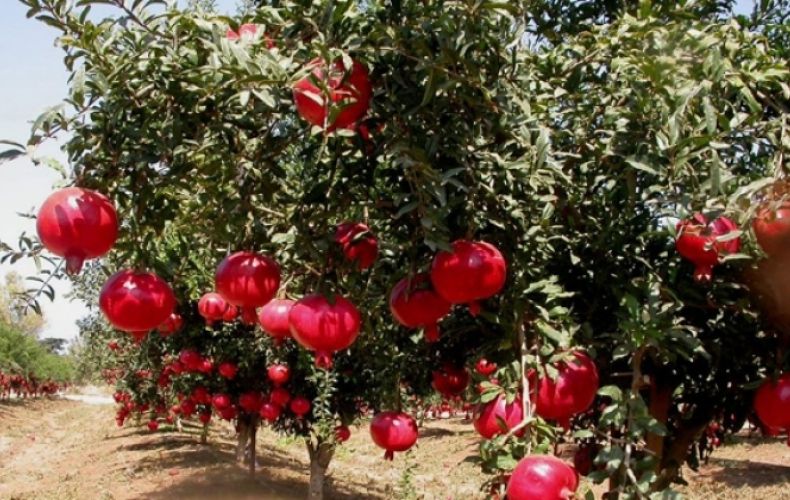 Показатели урожайности виноградных и гранатовых садов в этом году удовлетворительные: ответственный за сектор
